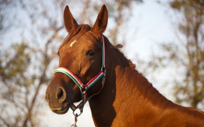 Lótartók tájékoztatója lóútlevélről