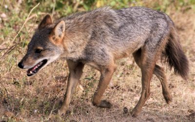 Tájékoztató vadak elejtésével kapcsolatban (Nagybereki Vadgazdálkodási Egység területe)
