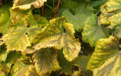 A Nébih felhívása a szőlő aranyszínű sárgaság fitoplazma fertőzéséről