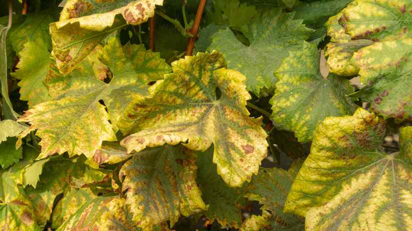 A Nébih felhívása a szőlő aranyszínű sárgaság fitoplazma fertőzéséről